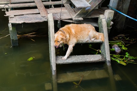 Dog relax on the ladder near the river while hot day in the summer.の写真素材