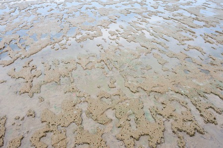 Mud shore seascape wet land in outdoor.の写真素材