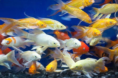 Colorful fish swiming in the pond.の写真素材