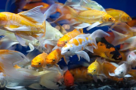 Colorful fish swiming in the pond.の写真素材