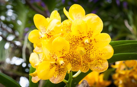 Colourful  orchids is beautiful  in daylight.の写真素材