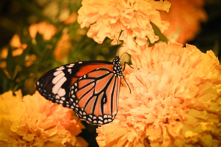 Beautiful night butterfly  in the park.の写真素材