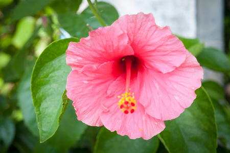 Colorful small flowers  in the park.の写真素材