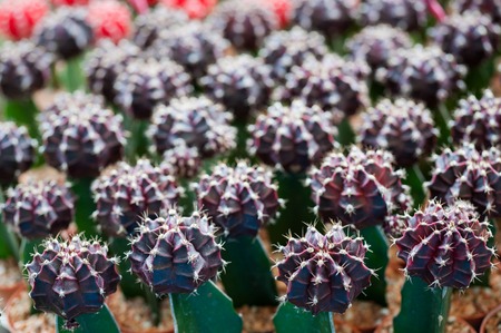 Colorful small cactus is beautiful  in the garden.の写真素材