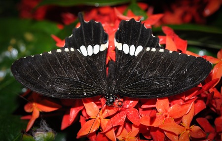 Beautiful night butterfly  in the park.の写真素材