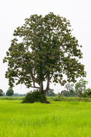 Big tree in the green fields in rural.の写真素材