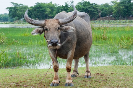 Buffalo in the green fields in rural.の写真素材