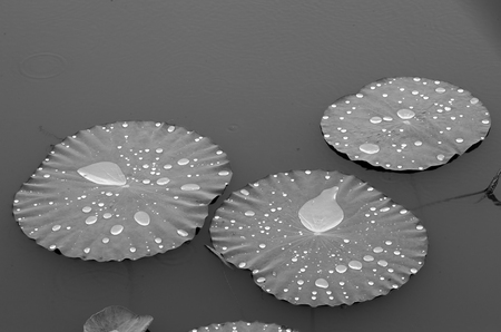 Water  drop  on  lotus  leaves  while raining.の写真素材
