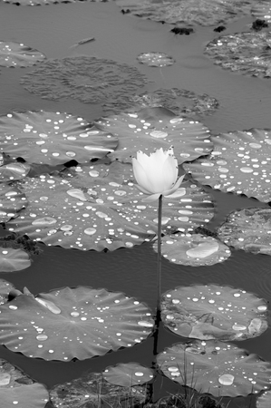 Water  drop  on  lotus  leaves  while raining.の写真素材