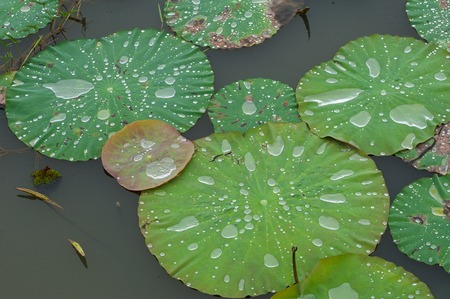Water  drop  on  lotus  leaves  while raining.の写真素材