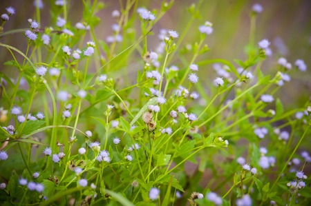 Little Grass flower in the fields in rural.の写真素材