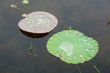 Water  drop  on  lotus  leaves  while raining.の写真素材