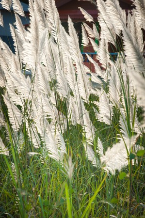 Flower grass while wind blow with sunshine at evening. Selective focus.の写真素材