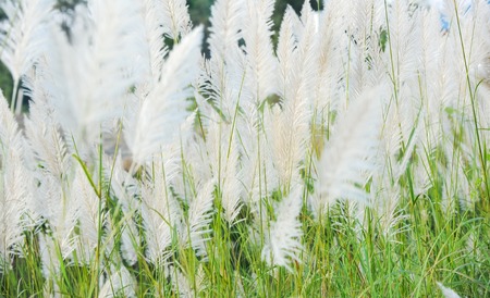 Flower grass while wind blow with sunshine at evening. Selective focus.の写真素材