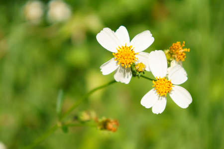 white Grass flowerの写真素材