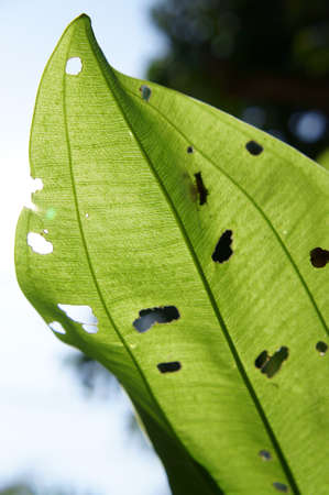 leaf sunlightの写真素材