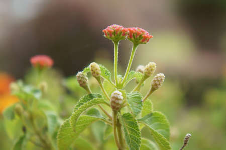 beauty orange Lantanaの写真素材