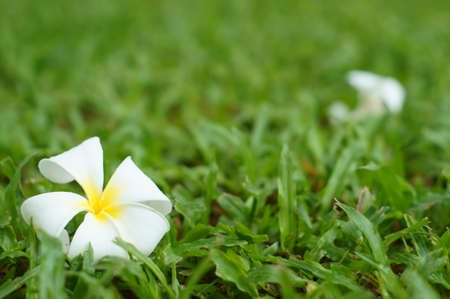 tropical flower on grass field 