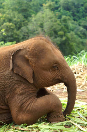 baby elephant thailand    の写真素材