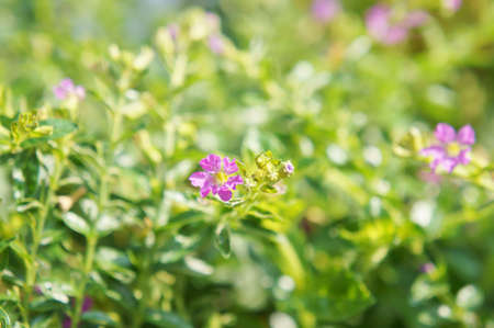 close up False heatherの写真素材