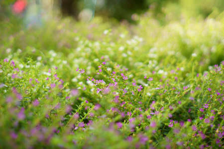 Color of False heatherの写真素材