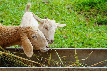 Sheep eating grass.