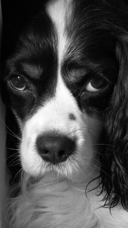 Dog making a faceの写真素材