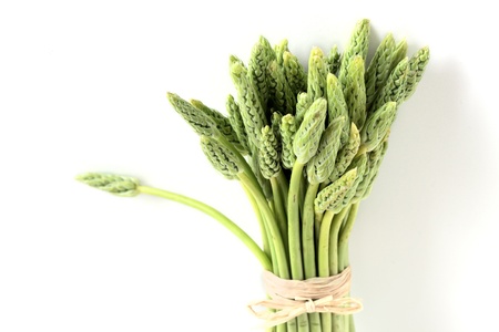 A bunch of wild wood asparagus isolated on white backgroundの写真素材