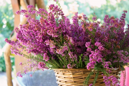 Full basket of purple heather on the table outside.の写真素材