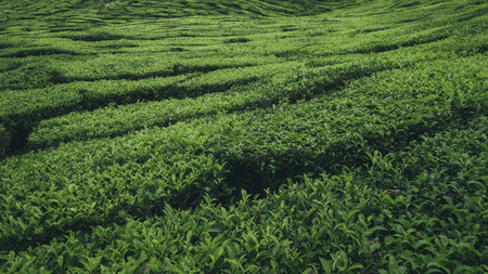 Tea Plantation at Cameron Highland Perak Malaysiaの写真素材