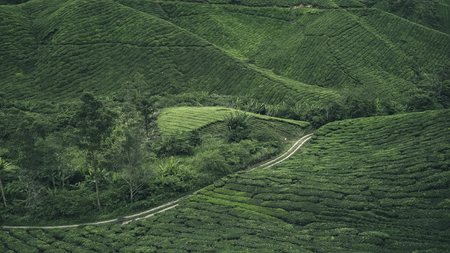 Tea Plantation at Cameron Highland Perak Malaysiaの写真素材