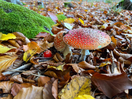 autumn, mushrooms in leaves, inedible mushroom, red toadstool, amanitaの写真素材