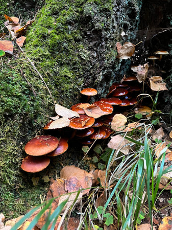 A lot of mushrooms on the trunk of a birch tree, autumn timeの写真素材