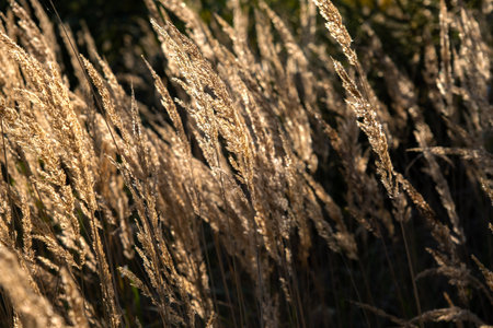 sunny autumn day, landscape grass, meadow landscape, sun-drenched grassの写真素材
