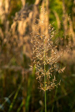 sunny autumn day, landscape grass, meadow landscape, sun-drenched grassの写真素材