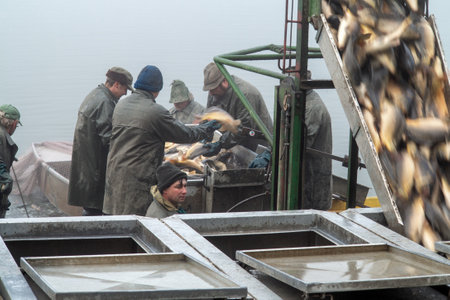 autumn catch of the pond, drained pond, fishermen during autumn fishing, mists over the fished pond, carp fishingのeditorial素材