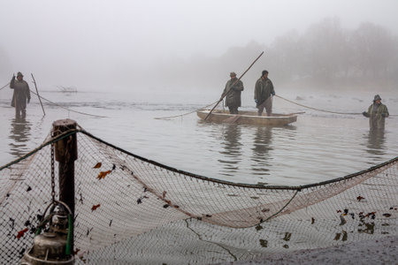 autumn catch of the pond, drained pond, fishermen during autumn fishing, mists over the fished pond, carp fishingのeditorial素材