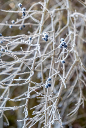 winter, hoarfrost on branches, frosty morning, winter time, fairytale landscape branches, fairytale landscapeの写真素材