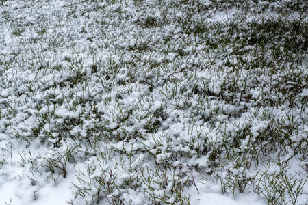 winter time, blueberry bushes under the snow, cold weather, snowy and frosty weatherの写真素材