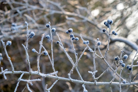 winter, hoarfrost on branches, frosty morning, fairytale landscape branchesの写真素材