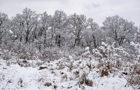 winter time, snow-covered trees and bushes, winter fairytale landscapeの写真素材