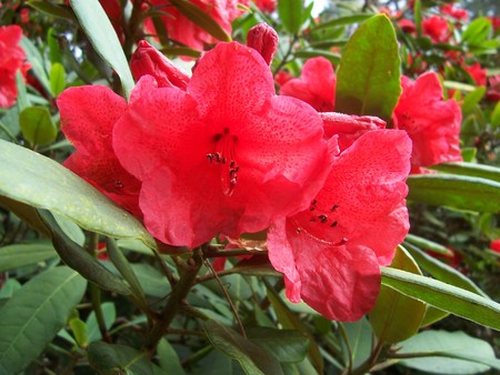 macro shot of a red rhododendronの写真素材