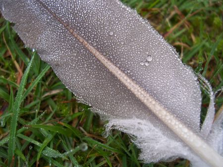 macro shot of water droplets on a featherの写真素材