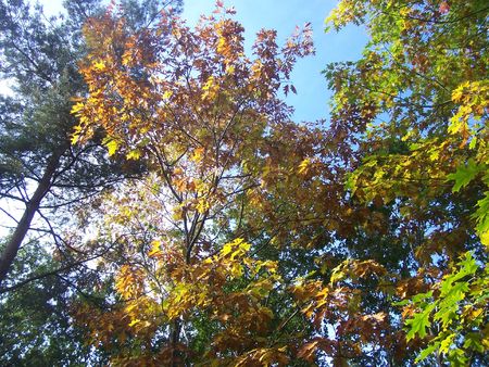 leaves on a Spanish oak, in autumnの写真素材