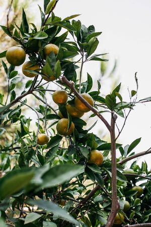 many ripe green and orange tangerines on a branch in a garden in nature in Turkeyの写真素材