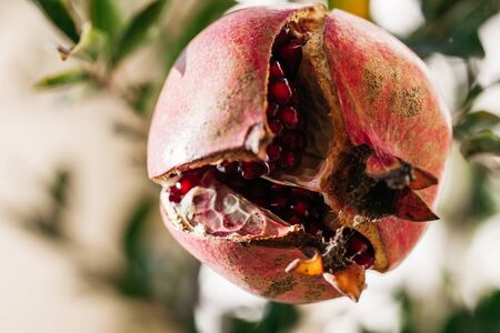 ripe round red pomegranate cracked after ripening, hanging on a pomegranate tree branch in the nature gardenの写真素材