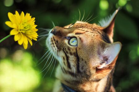 The Savannah cat sniffs a yellow flower in nature on a leash.の写真素材