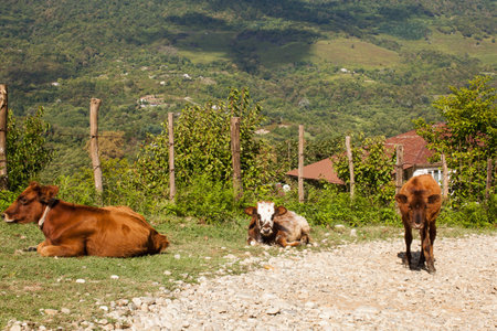 Cows on the background of the Caucasus mountains. Cattle graze in Abkhazia.の写真素材