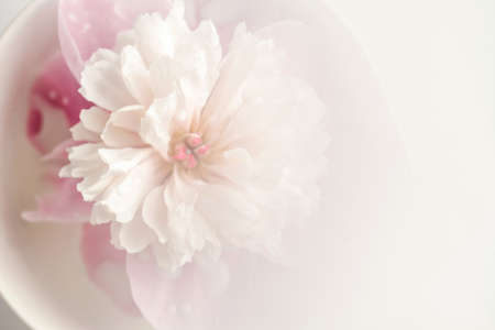 Delicate blooming pink peony flower with water drops on petalsの写真素材