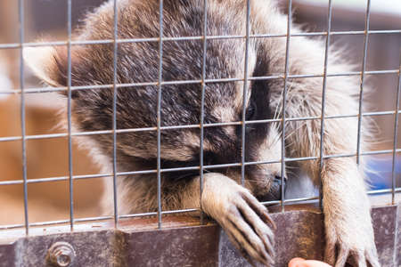 A raccoon in a contact zoo behind a metal fence. Petting zoo.の写真素材